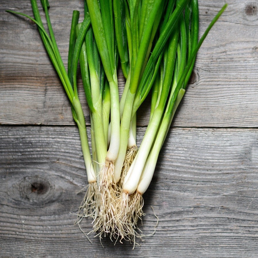 Heirloom Organic Tokyo Long White Onion Seeds