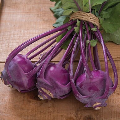 Heirloom Organic Azur Star Kohlrabi Seeds