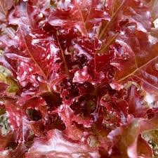 Heirloom Organic 8 Lettuce Salad Bowl Seeds