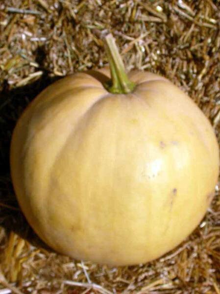 Heirloom Organic Texas Indian Pumpkin Seeds Aka Moschata Winter Squash