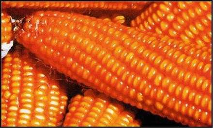 Heirloom Organic Orange Asian Waxy Chinese Corn Seeds