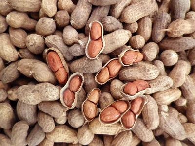 raw peanut seeds for planting Heirloom Organic Raw Spanish Peanut Seeds – Shortcake Farms
