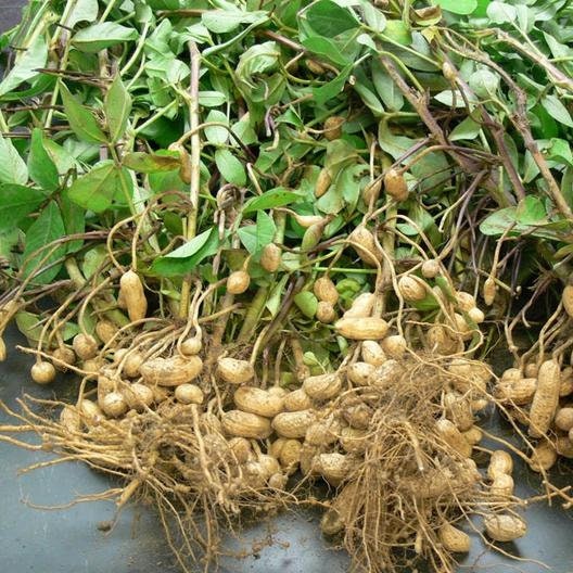 heirloom peanut seeds for planting Heirloom Organic Raw Spanish Peanut Seeds