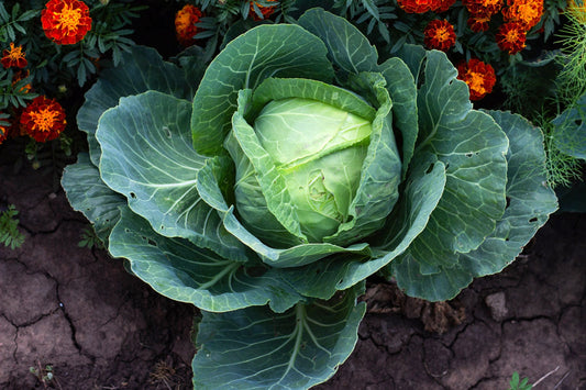 Heirloom Organic Danish Ballhead Cabbage Seeds