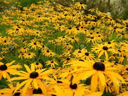 Heirloom Organic Black-eyed Susans Flower Seeds