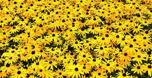 Heirloom Organic Black-eyed Susans Flower Seeds