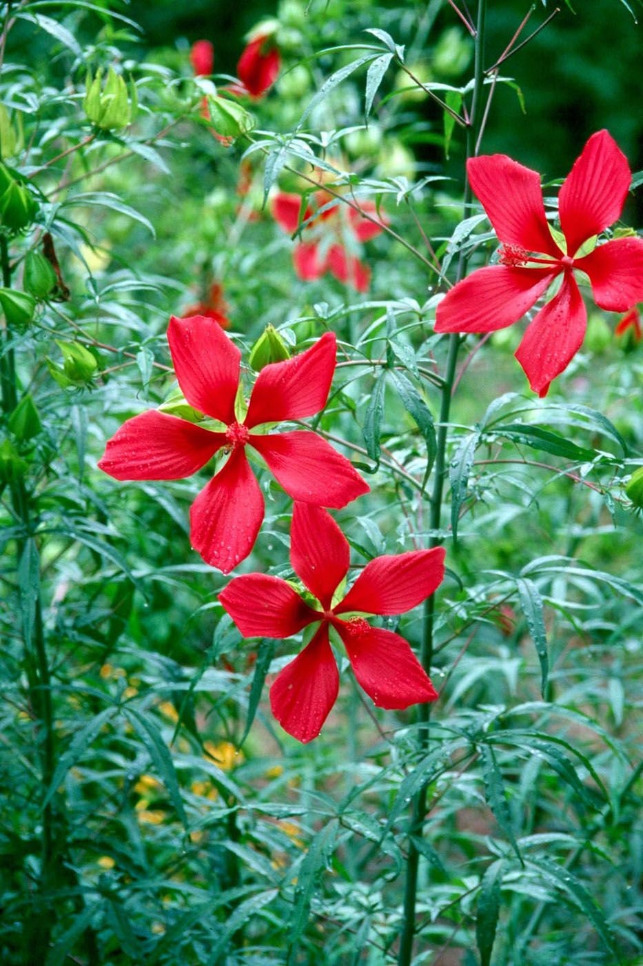 scarlet rose mallow seeds Heirloom Organic Texas Star Hibiscus Seeds (Aka Scarlet Rose Mallow, Swamp Hibiscus, Brilliant Hibiscus, Scarlet Hibiscus)