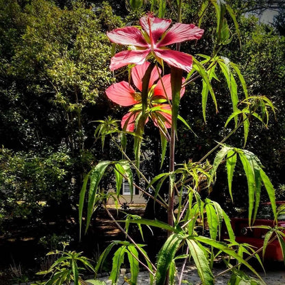 Heirloom Organic Texas Star Hibiscus Seeds (Aka Scarlet Rose Mallow, Swamp Hibiscus, Brilliant Hibiscus, Scarlet Hibiscus)