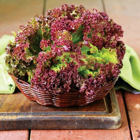 Heirloom Organic New Red Fire Lettuce Seeds