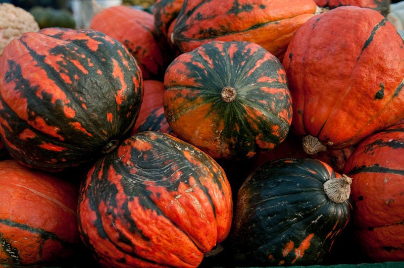 Heirloom Organic Lakota Winter Squash Seeds