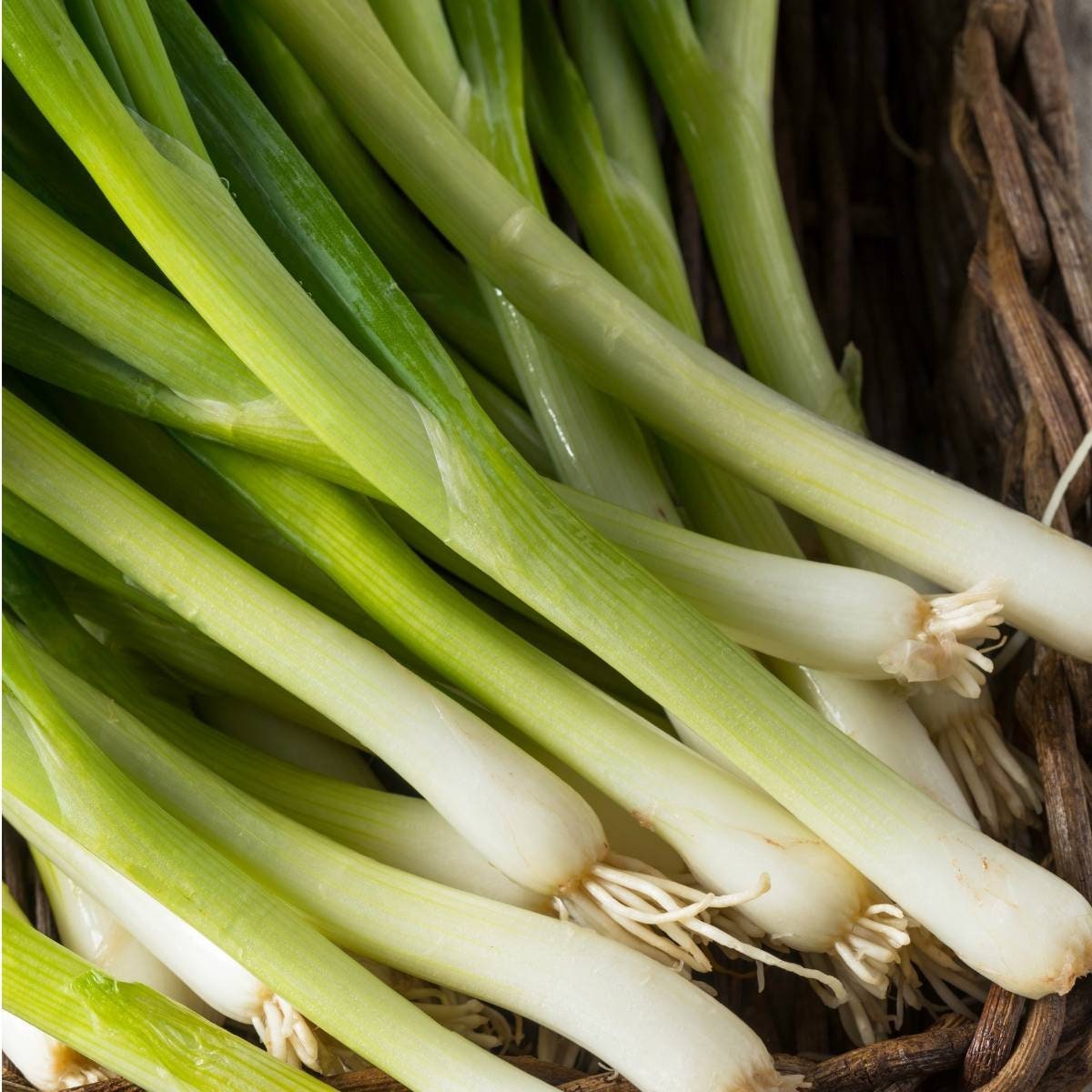 Heirloom Organic Tokyo Long White Onion Seeds