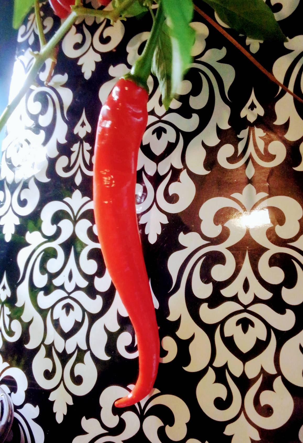 Organic Cow Horn Pepper Seeds – Shortcake Farms "The Seed Vault" Organic Cow Horn Pepper Seeds – Shortcake Farms "The Seed Vault"