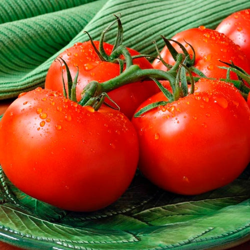 Organic Early Girl Tomato Seeds Pelleted