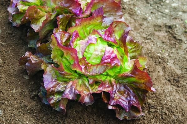 Heirloom Organic Sangria Lettuce Seeds