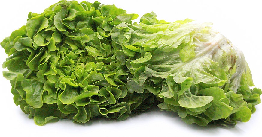 Heirloom Organic Royal Oakleaf Lettuce Seeds