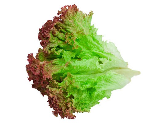 Heirloom Organic Sangria Lettuce Seeds