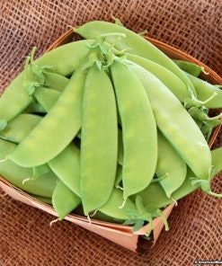 Heirloom Organic Mammoth Melting Snow Pea Seeds