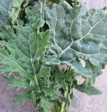 Heirloom Organic White Russian Kale Seeds