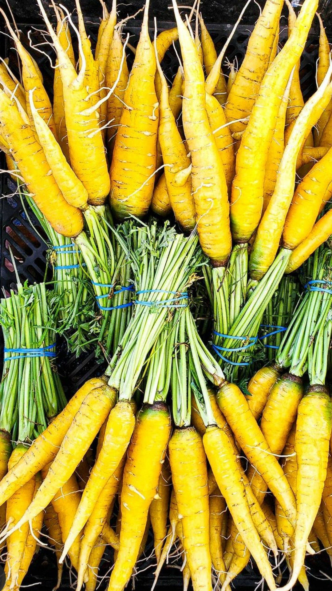 Heirloom Organic Solar yellow Carrot Seeds! Farmers market Prize winner or stand out with Gourmet recipes that will really make a impression