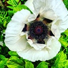 Heirloom Organic Giganthemum poppy Seeds aka Papaver Somniferum, Giant Opium Poppy