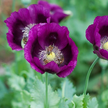 Heirloom Lauren's Grape Poppy Seeds Aka Papaver somniferum, Laurens Poppy, Purple Opium Poppies