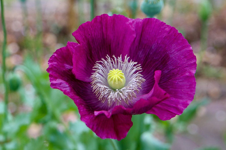 Heirloom Lauren's Grape Poppy Seeds Aka Papaver somniferum, Laurens Poppy, Purple Opium Poppies