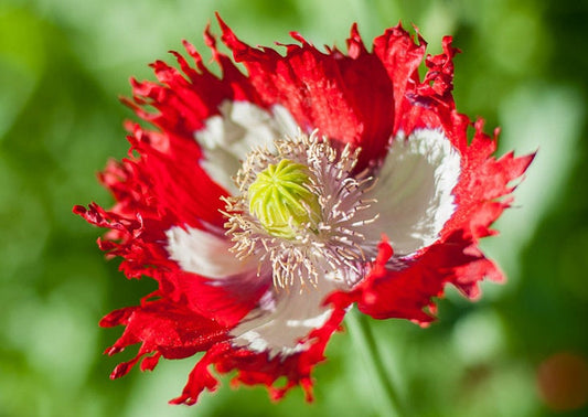 Heirloom Organic Danish Flag Poppy Seeds    aka Feathered poppy, Daneborg opium poppy, Fringed Poppie, Breadseed Poppies