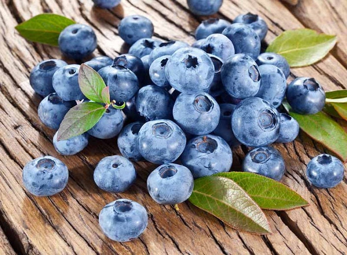 Organic Heirloom Blueberry Bush - Seeds Perfect for potting for urban gardening or apartment plants!