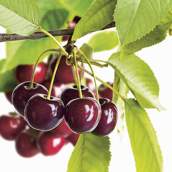 Heirloom Black Tartarian Cherry Tree Seeds   aka Prunus avium and many other fruit trees and exotic plants live and rare seeds