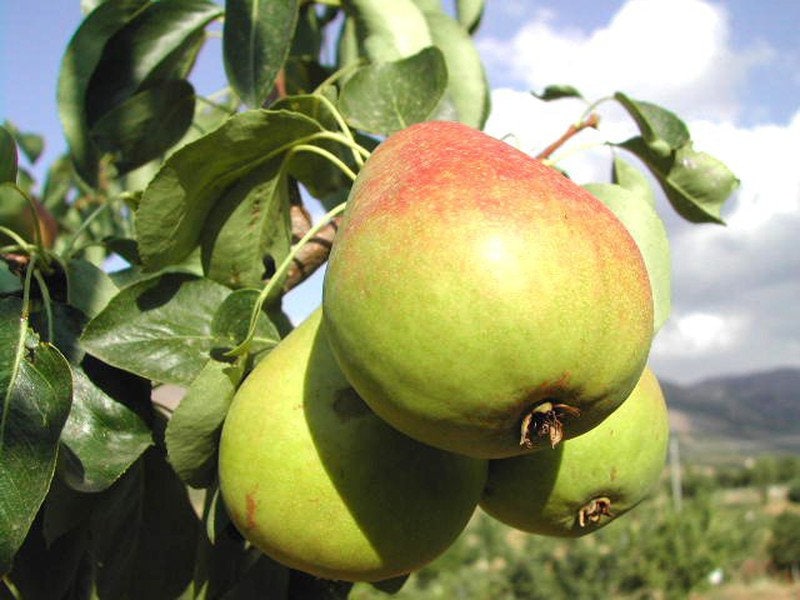 Heirloom Organic Bartlett Pear Tree Seeds    Aka Pyrus communis