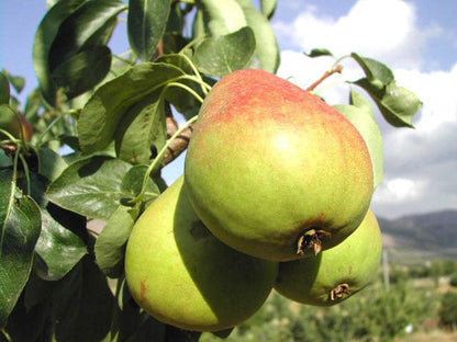 Heirloom Organic Bartlett Pear Tree Seeds    Aka Pyrus communis