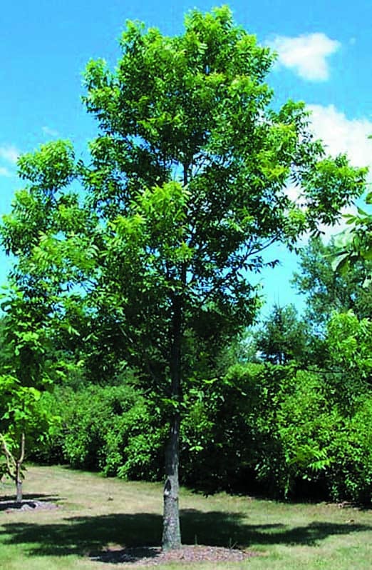 Heirloom Organic Pecan Tree Seeds (The perfect Memorial Trees or Landscaping Nut Trees to increase property value Carya illinoensis Seeds)