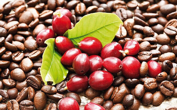 Organic Coffee Bean Tree Seeds  Arabica perfect office or house plants! seedlings available check website for details