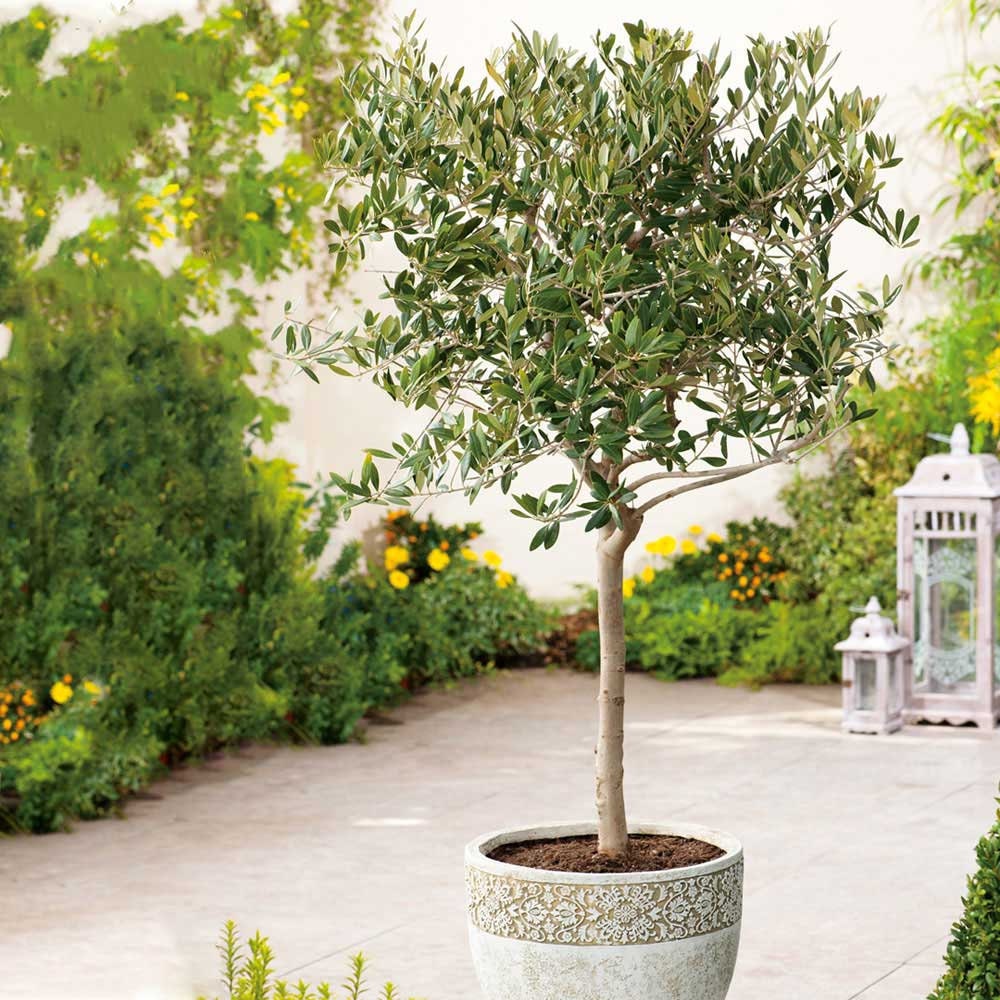 olive seeds for planting Heirloom Organic Olive Tree Seeds Great as indoor office plant or beautifying your yard or grow your own olives or make your own olive oil!