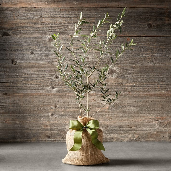 office plant seeds Heirloom Organic Olive Tree Seeds Great as indoor office plant or beautifying your yard or grow your own olives or make your own olive oil!