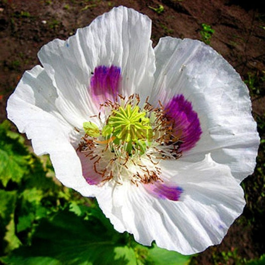 Heirloom Organic Tasmanian Alks White Poppy Seeds