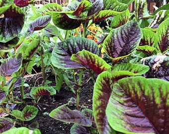 Heirloom Organic Red Stripe Amaranth Herb Seeds Aka Chinese Spinach - Callaloo - Amaranthus viridus - Edible Amaranth