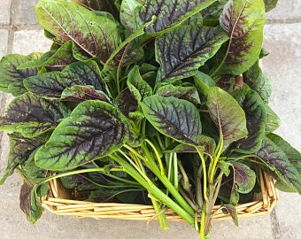 Heirloom Organic Red Stripe Amaranth Herb Seeds Aka Chinese Spinach - Callaloo - Amaranthus viridus - Edible Amaranth