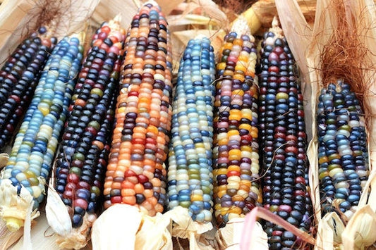 Heirloom Organic Native American Mandan Bride Corn Seeds