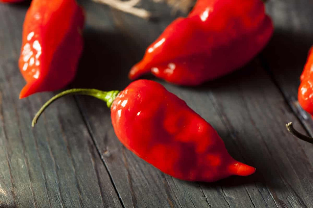 pepper on snake plant GHOST PEPPER Pepper Seeds (Aka Naga Viper Chili, Snake Pepper, Bhut Jolokia Hot Pepper)
