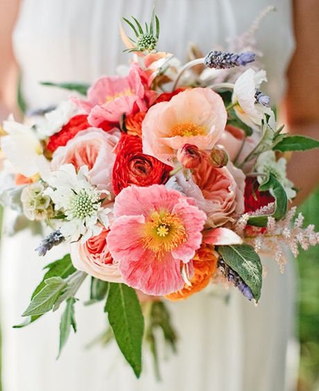 planting shirley poppy seeds Heirloom Mix Shirley Poppy Seeds – Shortcake Farms