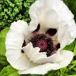 Heirloom Organic Giganthemum poppy Seeds aka Papaver Somniferum, Giant Opium Poppy