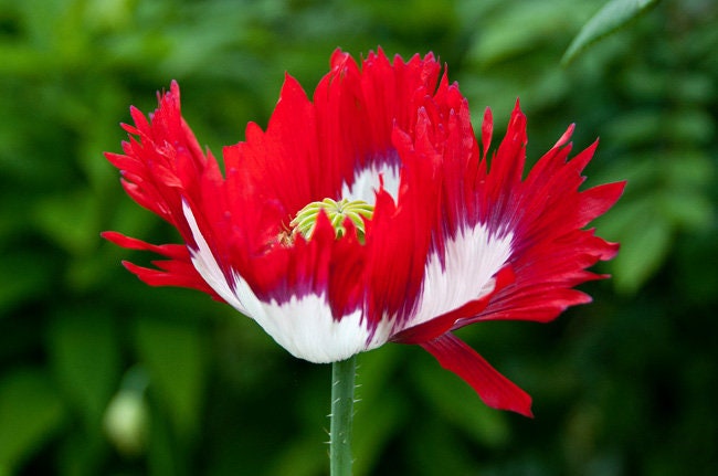 Heirloom Organic Danish Flag Poppy Seeds    aka Feathered poppy, Daneborg opium poppy, Fringed Poppie, Breadseed Poppies