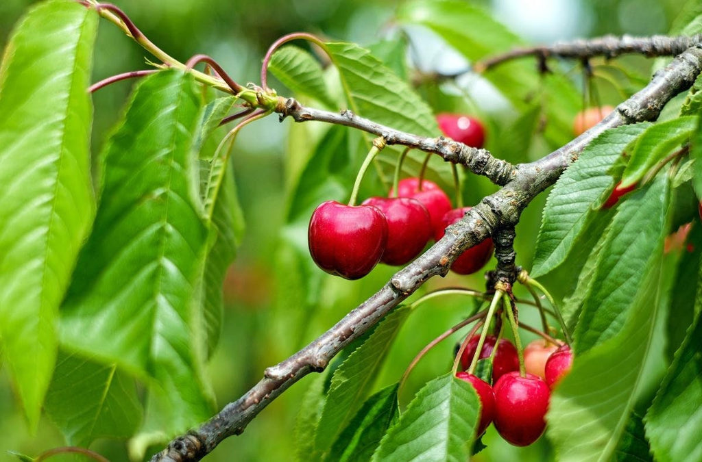 planting bing cherry seeds Organic Bing Cherry Tree Seeds aka Prunus avium Bing, !Seeds for the beautiful Fruit tree with the amazing and beautiful cherry blossoms!