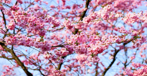 Organic Bing Cherry Tree Seeds aka Prunus avium Bing, !Seeds for the beautiful Fruit tree with the amazing and beautiful cherry blossoms!