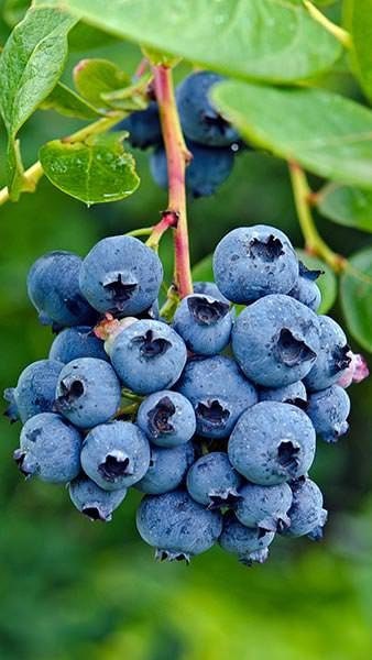 Organic Heirloom Blueberry Bush - Seeds Perfect for potting for urban gardening or apartment plants!