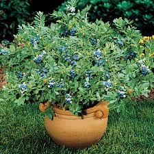 blueberry plant from seed Organic Heirloom Blueberry Bush