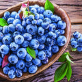 Organic Heirloom Blueberry Bush - Seeds Perfect for potting for urban gardening or apartment plants!