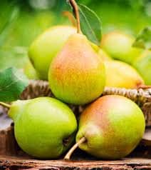 Heirloom Organic Bartlett Pear Tree Seeds    Aka Pyrus communis