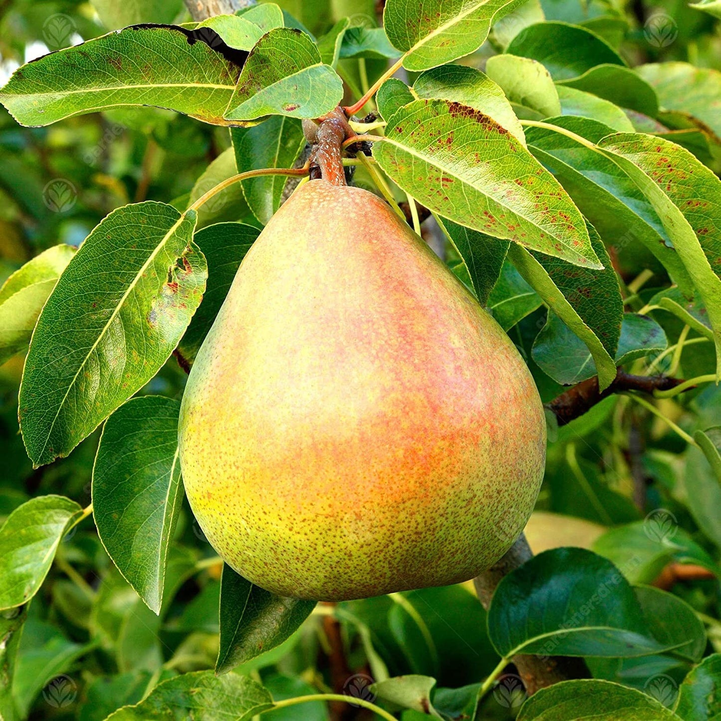 Heirloom Organic Bartlett Pear Tree Seeds Aka Pyrus communis ...